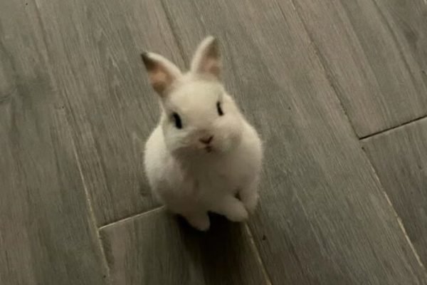 ໒꒰ྀི´͈ ᵕ  `͈ ྀི꒱১ 𖥔 ࣪ ׅ 💭🐇 ࣭ ࣪ ֢ ໒꒰ྀི´͈ ᵕ  `͈ ྀི꒱১ 𖥔 ࣪ ׅ 💭🐇 ࣭ ࣪ ֢